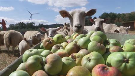 Droogte: VZOC vraagt fruit voor de dieren