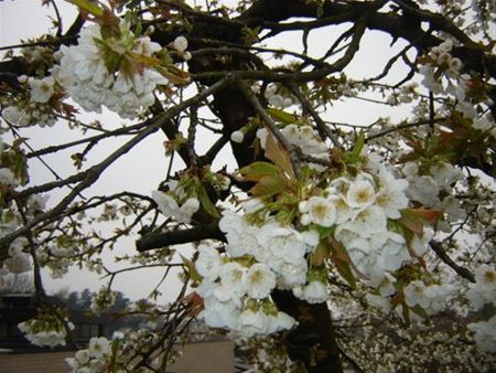 Duimen voor de bloesems