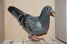 Duivensport: we zijn goed bezig