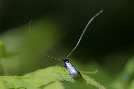 Een dag van zeldzame dieren (1)