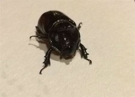 Een dag van zeldzame dieren (2)