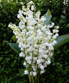 Een geurig maandbegin