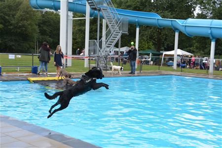 Een hondsdolle zwempartij