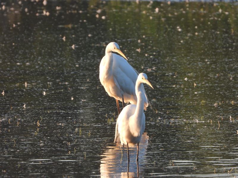 Een mooi ochtendspektakel