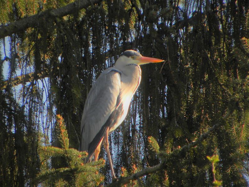 Een onverwachte bezoeker