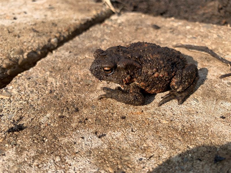 Een verrassende bezoeker