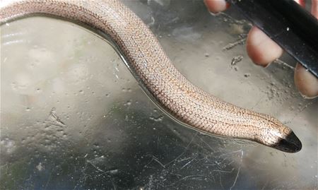 Een vreemde gast in de tuin