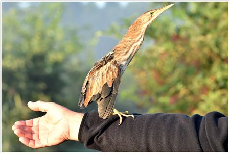 Een woudaapje geringd!