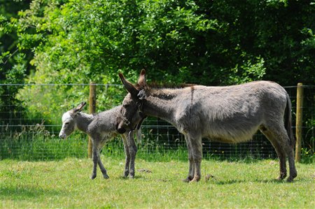 Eerst gevangen dan bevallen