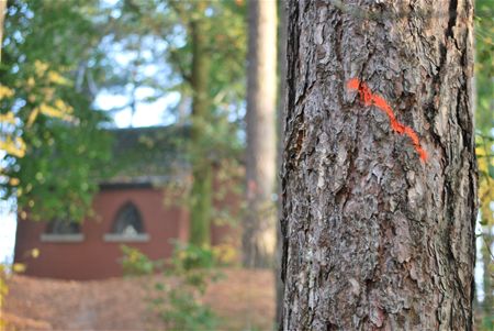Eerste bomen worden verwijderd in Snt-Jansbos