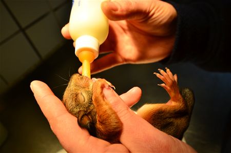 Eerste jonge eekhoorns opgevangen
