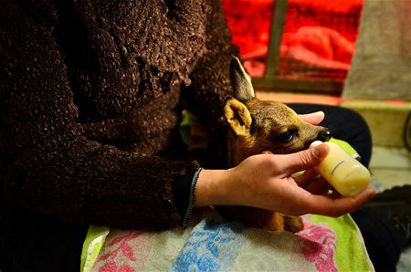 Eerste reekalfje is maand vroeger