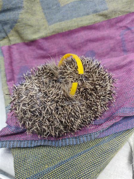 Egeltje sterft door zwerfvuil