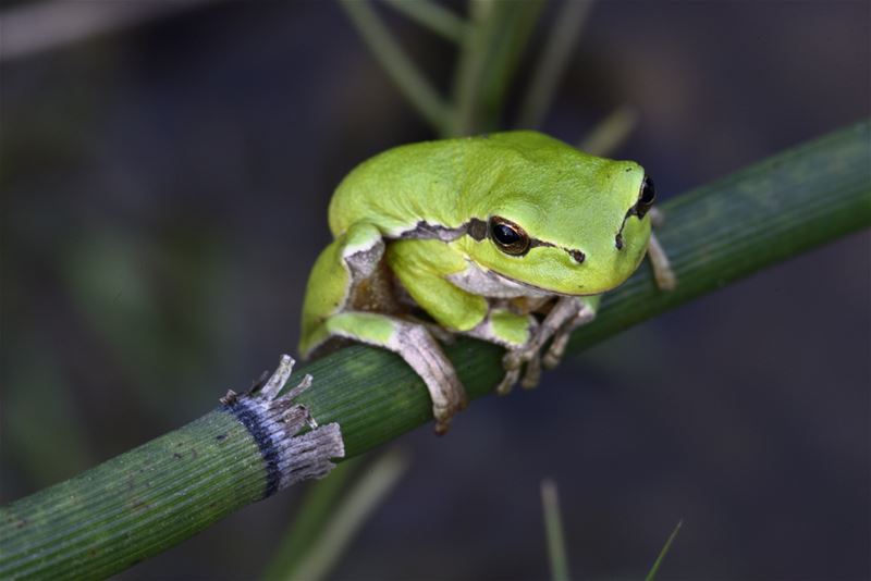 En daar is de boomkikker weer