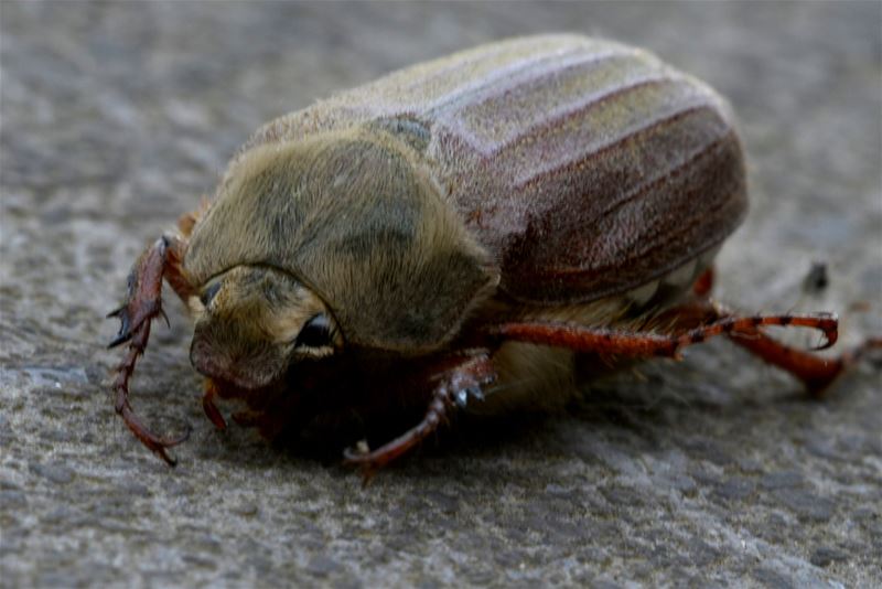 En daar is de meikever