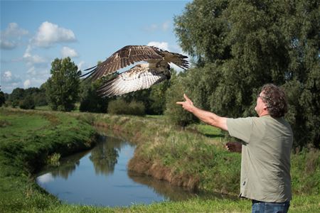 Europese visarend nipt gered uit nylon draden