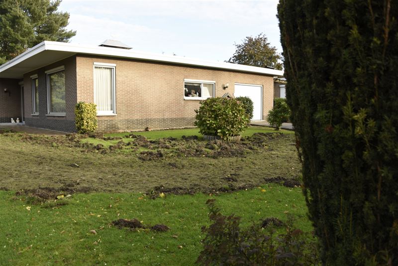 Everzwijnen hebben het nog altijd op gazons gemunt