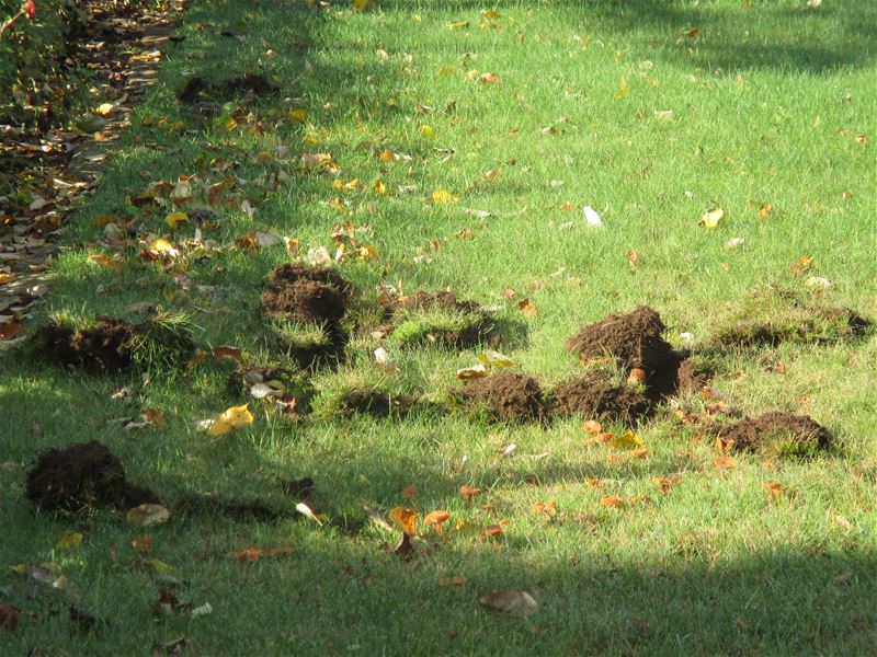 Everzwijnen ook aan de Ringlaan