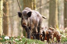 Everzwijnen op pad in Viversel