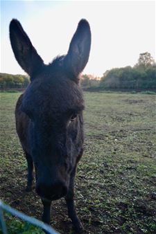 Ezels hopen een stal te vinden