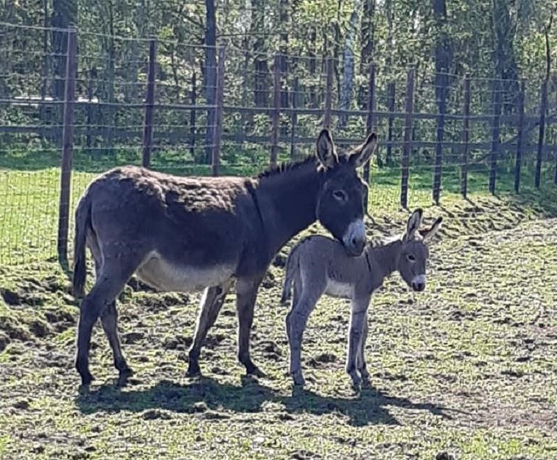Ezelveulen brengt teller in VZOC op 49