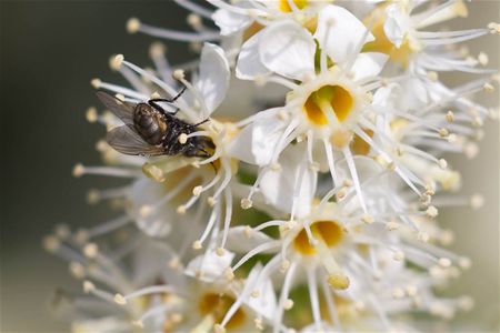 Feestperiode voor insecten is gestart
