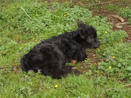 Galloway-familie is alweer uitgebreid