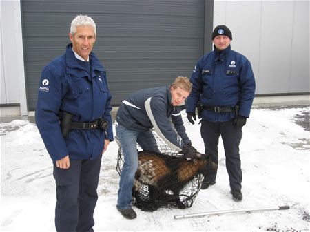 Geitenbok op de markt