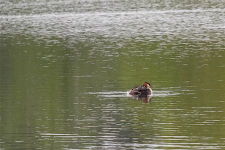 Gemakkelijk kan ook natuurlijk