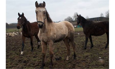 Gezocht: hooi en bieten voor verwaarloosde paarden