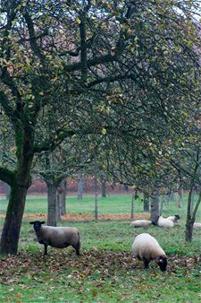 Gezocht: schapen of geiten voor natuurbeheer
