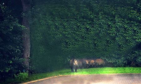 Groep everzwijnen in de tuin