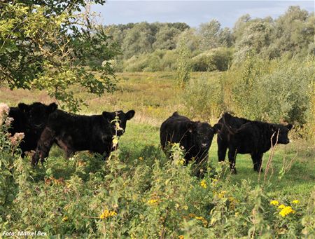 GSM-geld voor project Limburgs Landschap