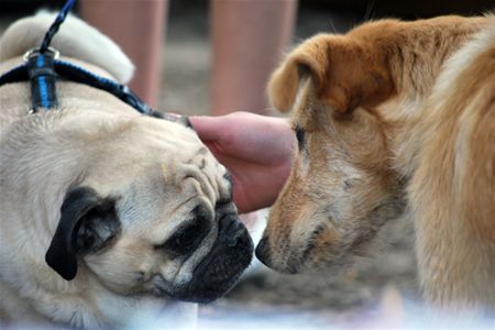 Helping Dogs zoekt hondenbaasjes