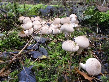 Herfst in volle pracht