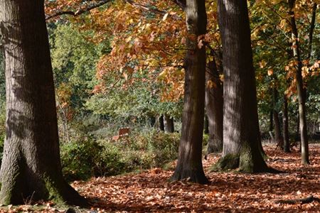 Herfstkleuren bereiken hoogtepunt