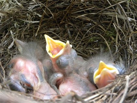 Het cliché van het ei in mei voorbij?