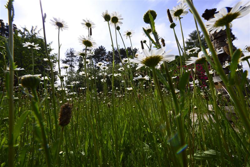 Het geheim van een levendige bloementuin