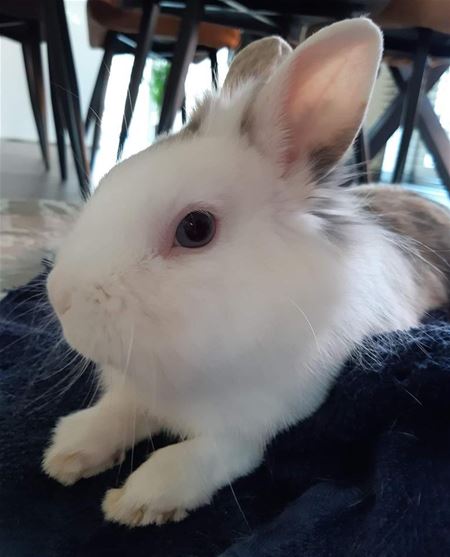 Het is vandaag Werelddierendag