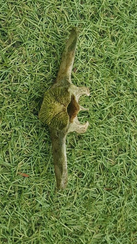 Het moet een onderdeel van een ruggenwervel zijn