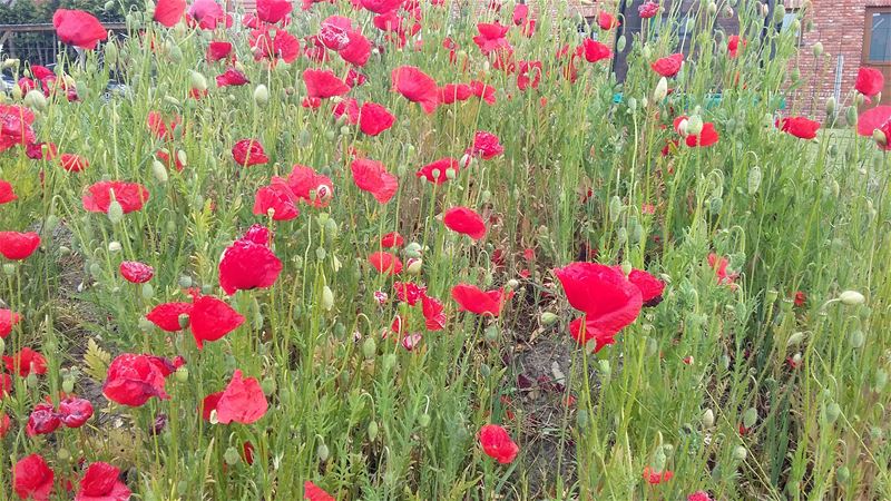 Het vurige rood van de 'donderbloemen'