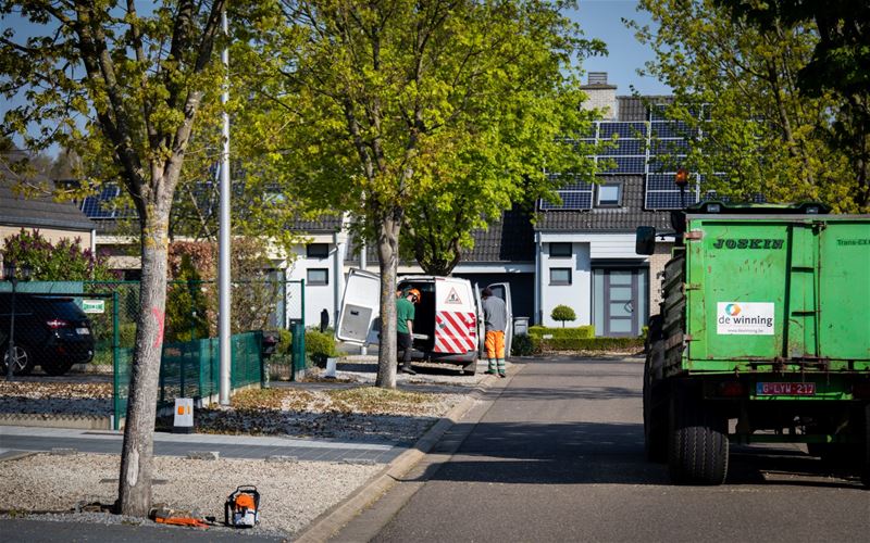 Hinderlijke bomen worden vervangen