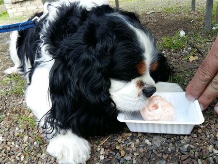 Honden genieten van hun eigen ijs