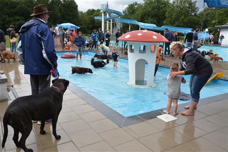 Honden zwemmen is overdonderend succes
