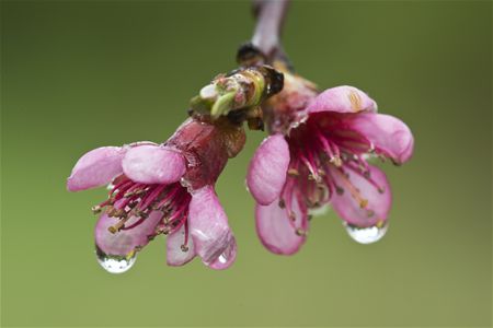 Hopen voor het fruit