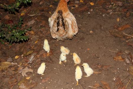 Is het herfst of lente?