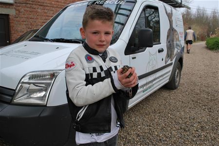 Jonge merel uitzonderlijk vroeg