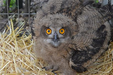 Jonge oehoe en slechtvalk in VZOC