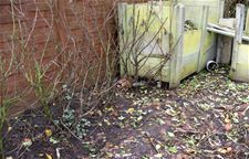 Kippen gedood in ren