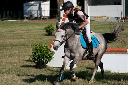Kleine pony's op hoog niveau